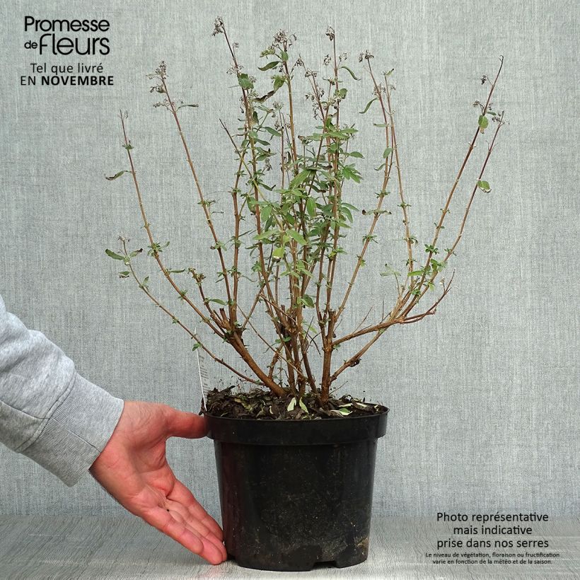 Exemplaar van Caryopteris clandonensis Stephi - Blauwe spirea Pot van 3 l/4 l zoals geleverd in de herfst