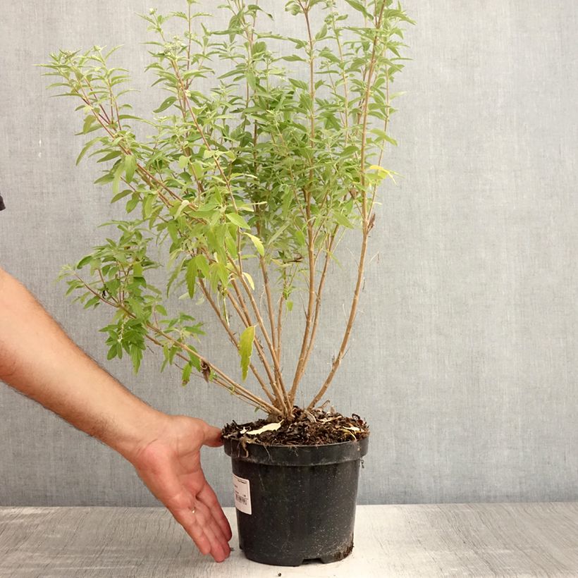 Exemplaar van Caryopteris clandonensis Stephi - Blauwe spirea Pot van 3 l/4 l zoals geleverd in de zomer