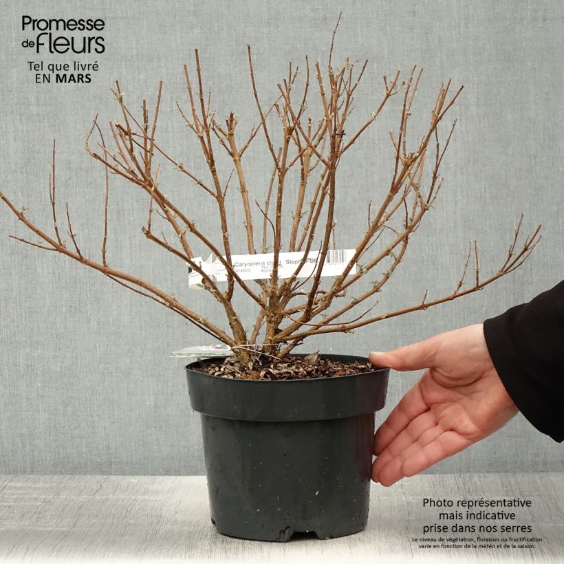 Exemplaar van Caryopteris clandonensis Stephi - Blauwe spirea Pot van 3 l/4 l zoals geleverd in de lente