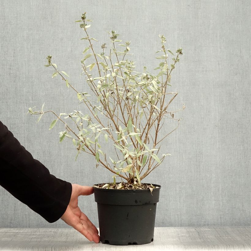 Exemplaar van Caryopteris clandonensis Sterling Silver - Blauwe spirea Pot van 2 l/3 l zoals geleverd in de herfst