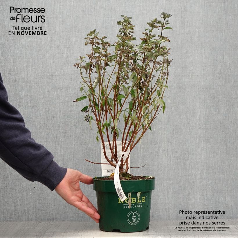Exemplaar van Caryopteris clandonensis Thetis - Blauwe spirea Pot van 2 l/3 l zoals geleverd in de herfst