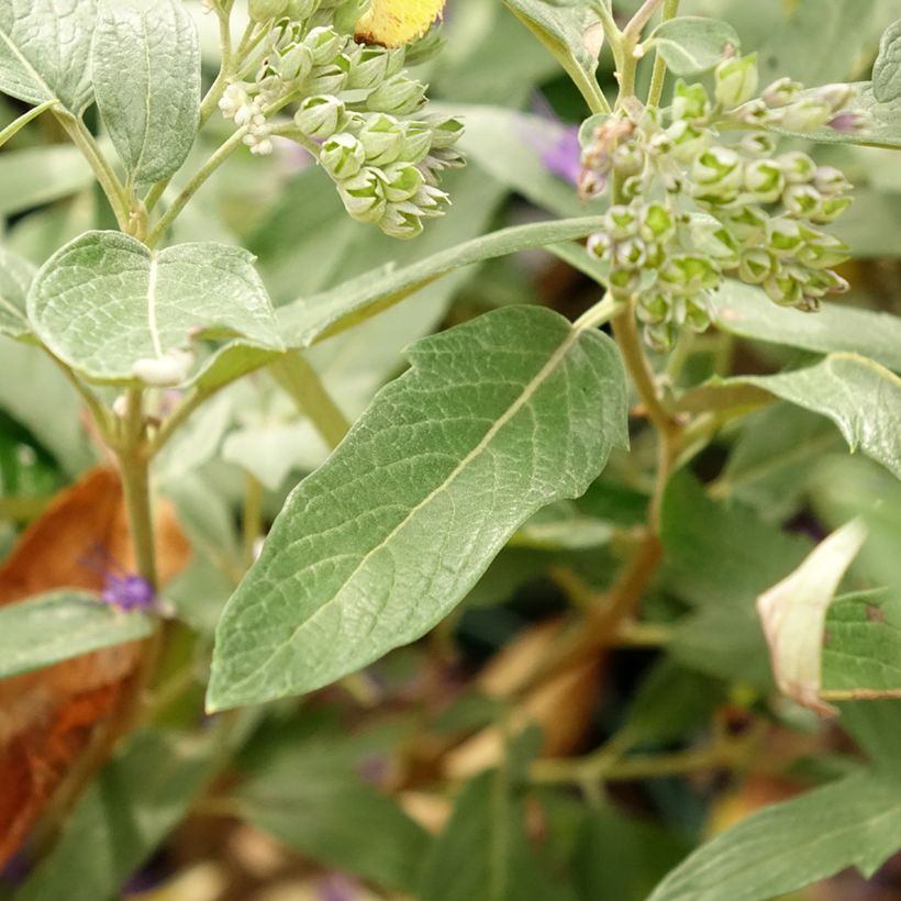Caryopteris clandonensis Thetis - Blauwe spirea (Blad)