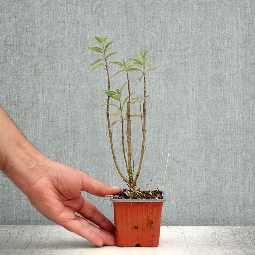Exemplaar van Caryopteris clandonensis Grand Bleu - Blauwe spirea Kweekpotje van 8/9 cm zoals geleverd in de zomer
