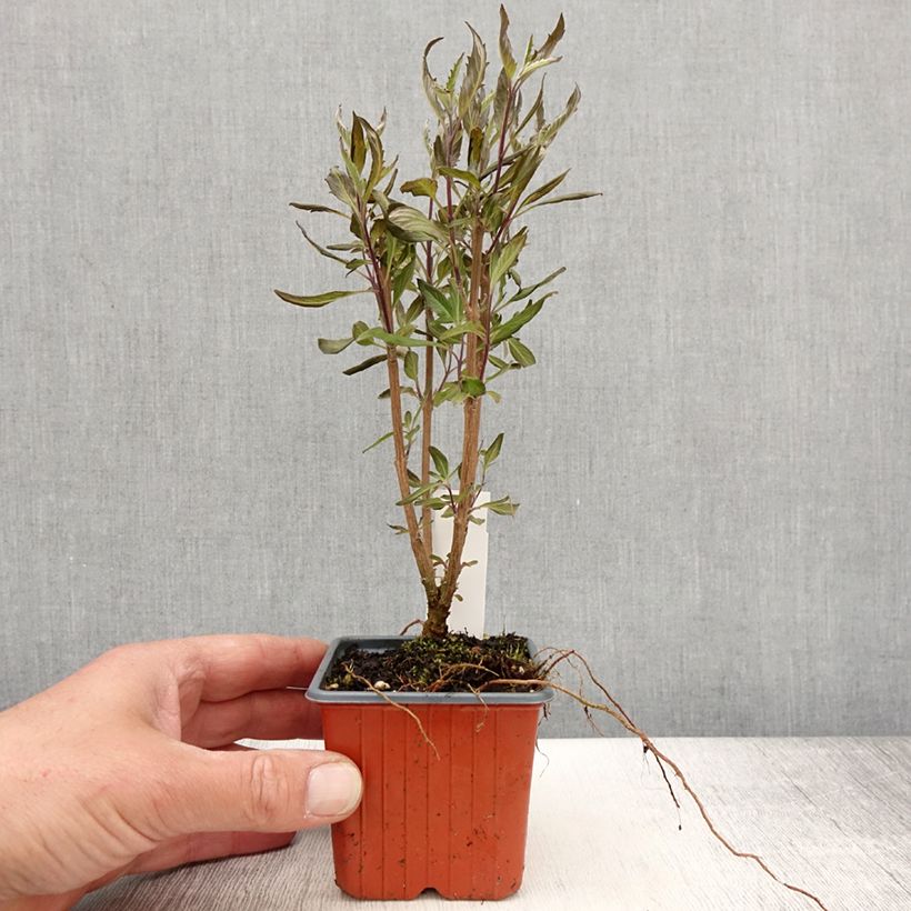 Exemplaar van Caryopteris clandonensis Grand Bleu - Blauwe spirea Kweekpotje van 8/9 cm zoals geleverd in de lente