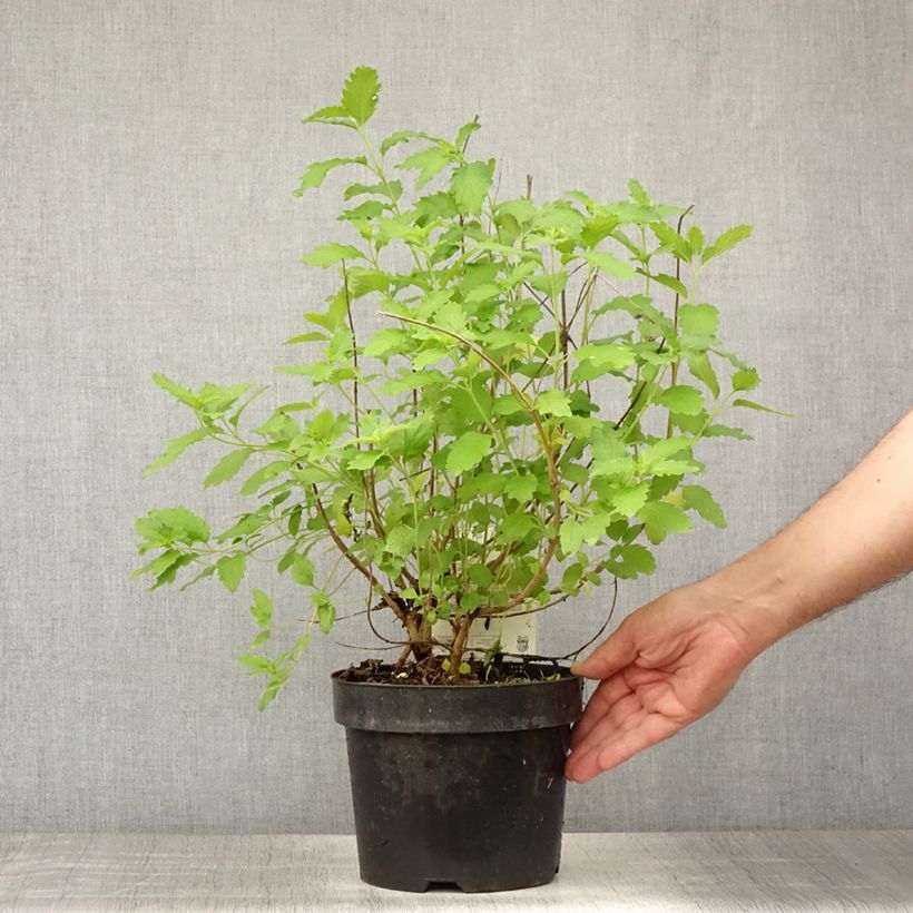 Exemplaar van Caryopteris clandonensis Hint of Gold - Blauwe spirea Pot van 3 l/4 l zoals geleverd in de zomer