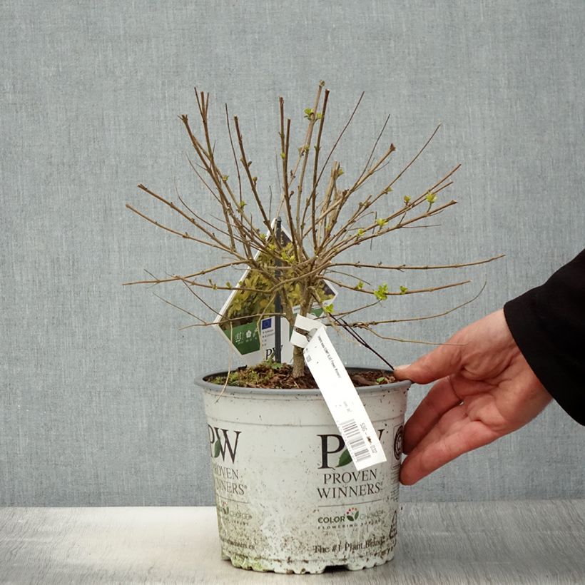 Exemplaar van Caryopteris incana Sunny Blue - Blauwbaard Pot van 2 l/3 l zoals geleverd in de lente