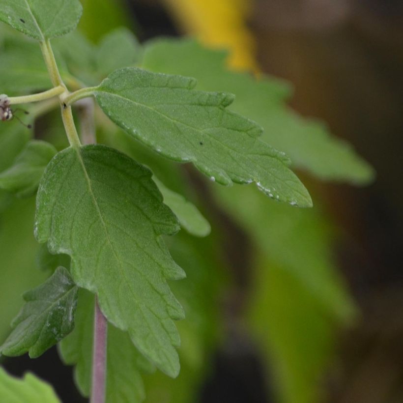 Caryopteris incana Sunshine Blue - Blauwbaard (Blad)