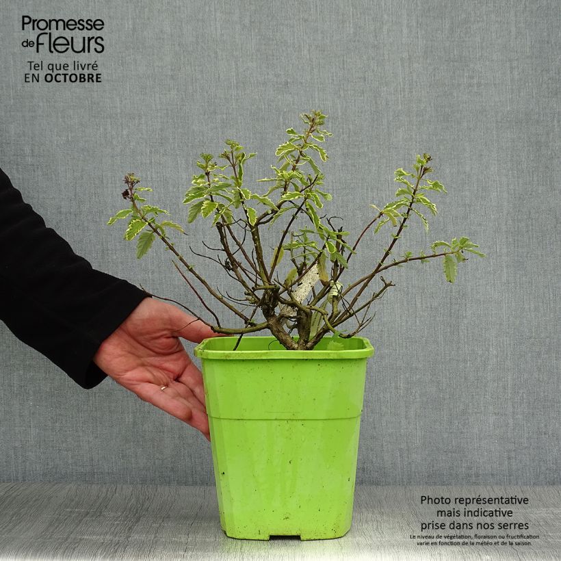 Exemplaar van Caryopteris clandonensis Summer Sorbet - Blauwe spirea Pot van 3 l/4 l zoals geleverd in de herfst