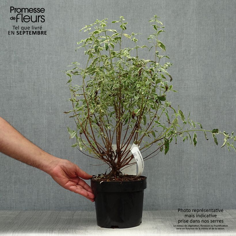 Exemplaar van Caryopteris clandonensis White Surprise - Blauwbaard Pot van 2 l/3 l zoals geleverd in de herfst