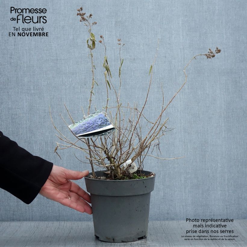Exemplaar van Caryopteris clandonensis Blauer Spatz - Blauwe spirea Pot van 3 l/4 l zoals geleverd in de herfst