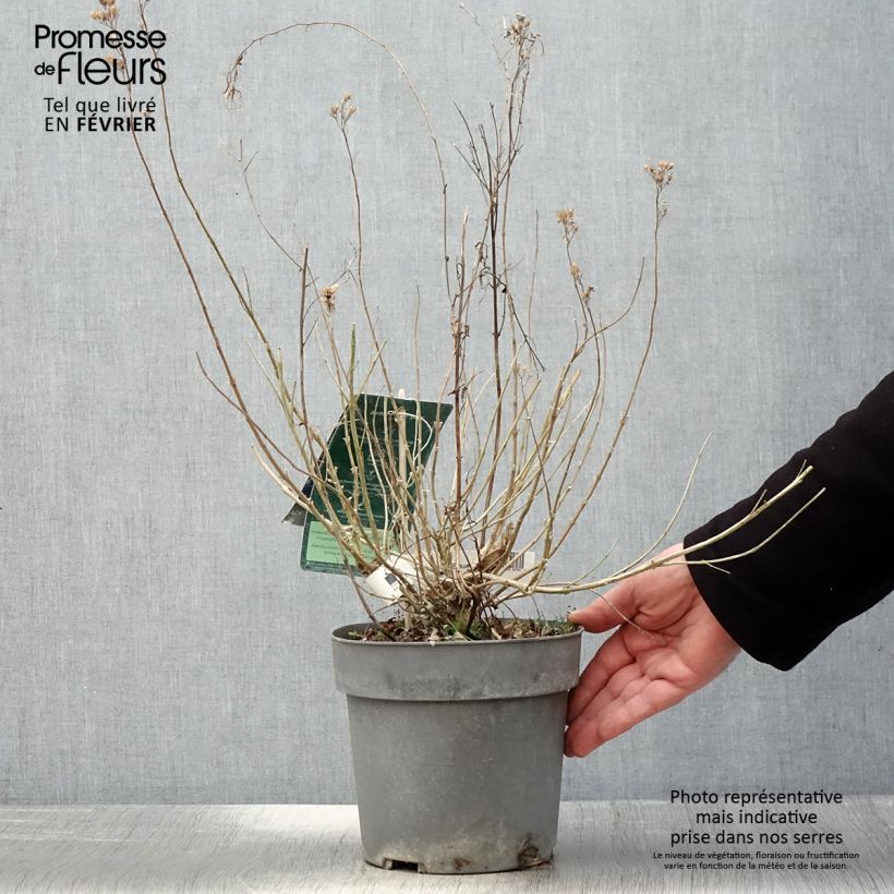 Example of Caryopteris x clandonensis Blauer Spatz (Oiseau Bleu) Pot van 3 l/4 l as you get in hiver