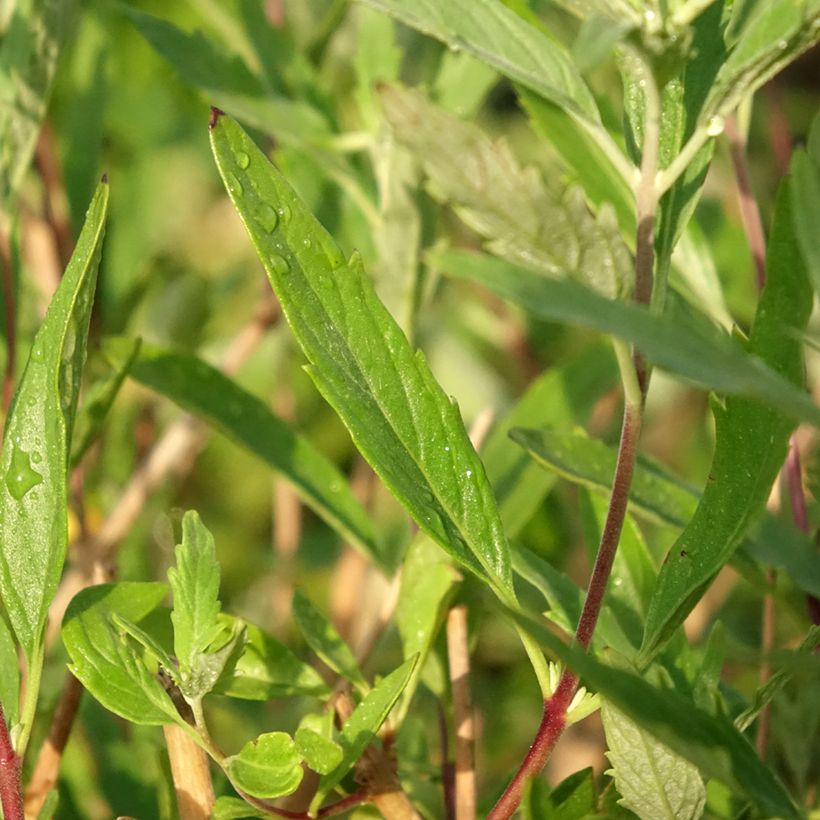 Caryopteris clandonensis Blauer Spatz - Blauwe spirea (Blad)