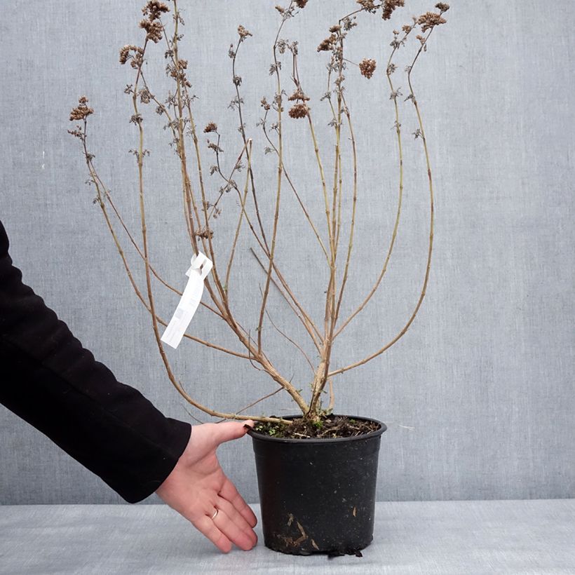 Example of Caryopteris x clandonensis Blue Fountain Pot van 3 l/4 l as you get in hiver