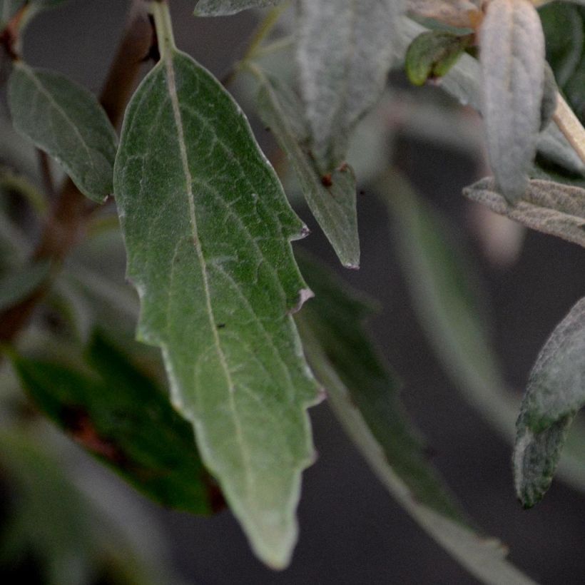 Caryopteris clandonensis Heavenly Blue - Blauwe spirea (Foliage)