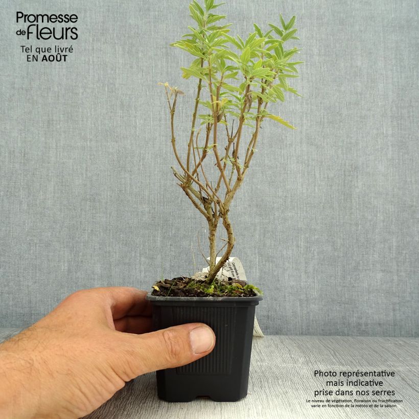 Exemplaar van Caryopteris clandonensis Pavilion Roze - Blauwe spirea Kweekpotje van 8/9 cm zoals geleverd in de zomer
