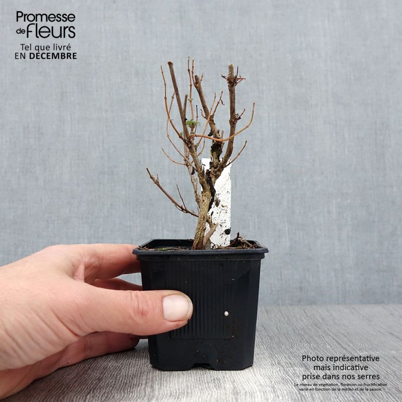 Example of Caryopteris clandonnensis Pavilion Pink - Spirée bleue Kweekpotje van 8/9 cm as you get in hiver