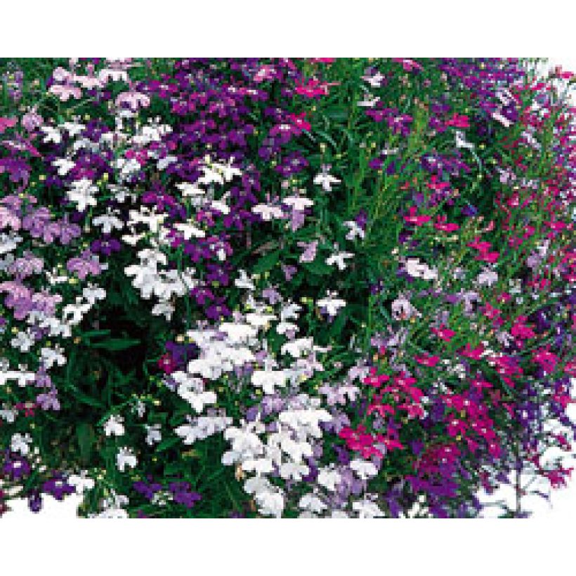 Collectie Cascade Lobelia's (Bloei)