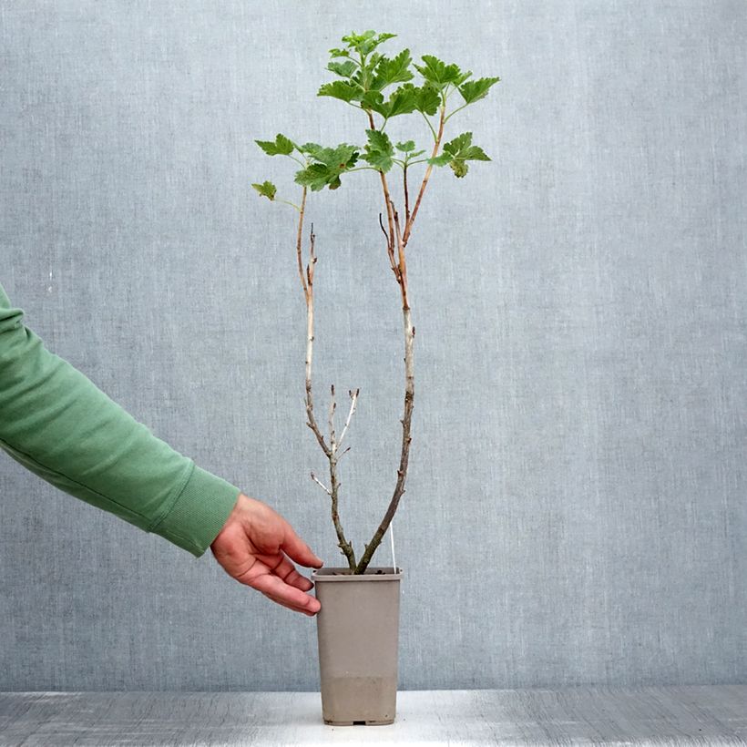 Exemplaar van Jostabes Jofruity Pot van 1,5 l/2 l, Struik zoals geleverd in de zomer
