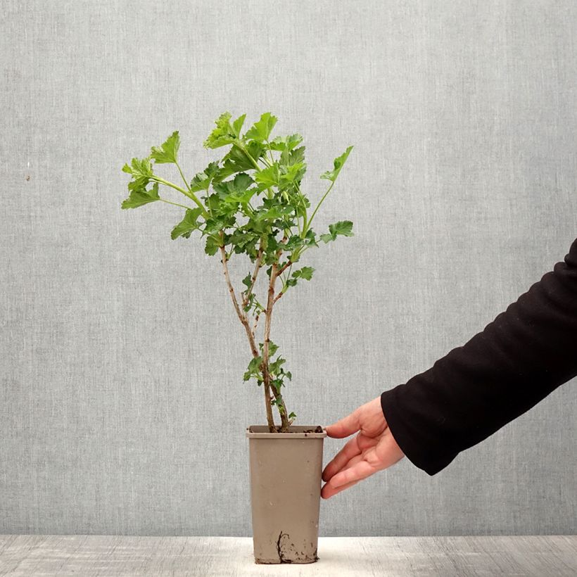 Exemplaar van Jostabes Jofruity Pot van 1,5 l/2 l, Struik zoals geleverd in de lente