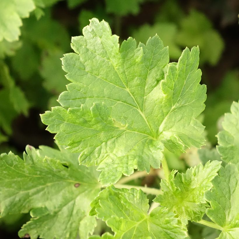 Jostabes Jogusto (Blad)
