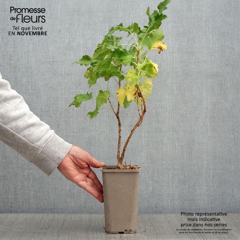 Exemplaar van Jostabes Jogusto Pot van 1,5 l/2 l, Struik zoals geleverd in de herfst