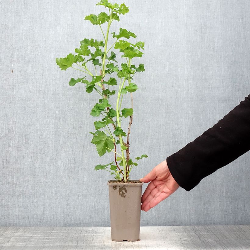 Exemplaar van Jostabes Jogusto Pot van 1,5 l/2 l, Struik zoals geleverd in de lente