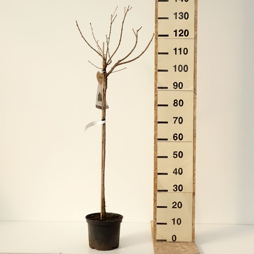 Exemplaar van Jostabes - Ribes nidigrolaria Pot van 4 l/5 l, Half-hoge stam zoals geleverd in de winter