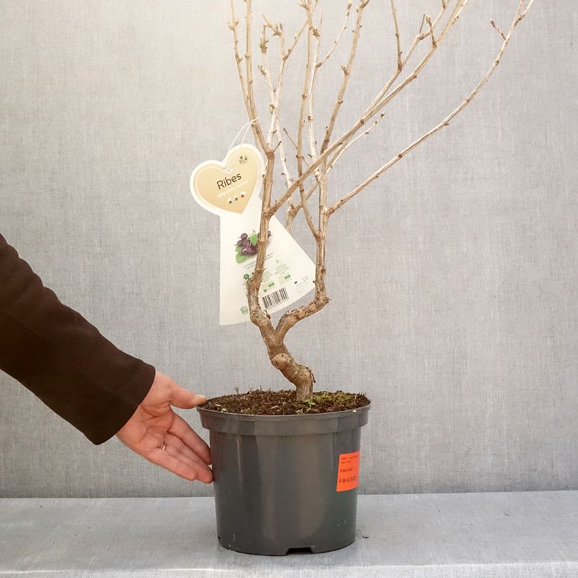 Exemplaar van Jostabes - Ribes nidigrolaria Pot van 4 l/5 l zoals geleverd in de winter
