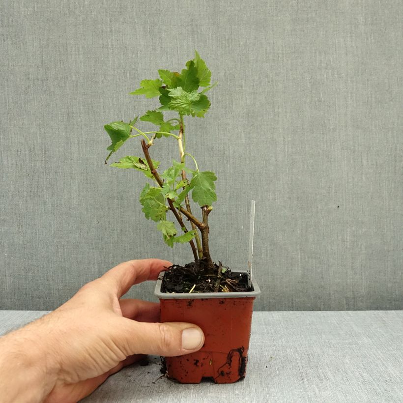 Exemplaar van Jostabes - Ribes nidigrolaria Kweekpotje van 8/9 cm zoals geleverd in de herfst