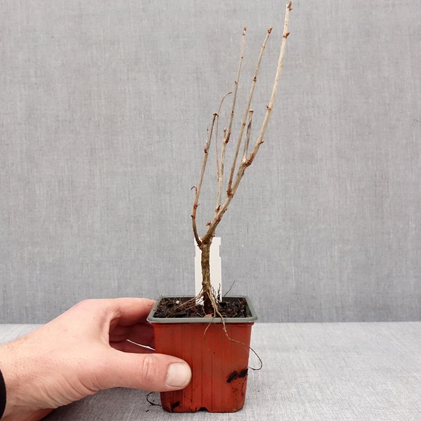 Exemplaar van Jostabes - Ribes nidigrolaria Kweekpotje van 8/9 cm zoals geleverd in de winter