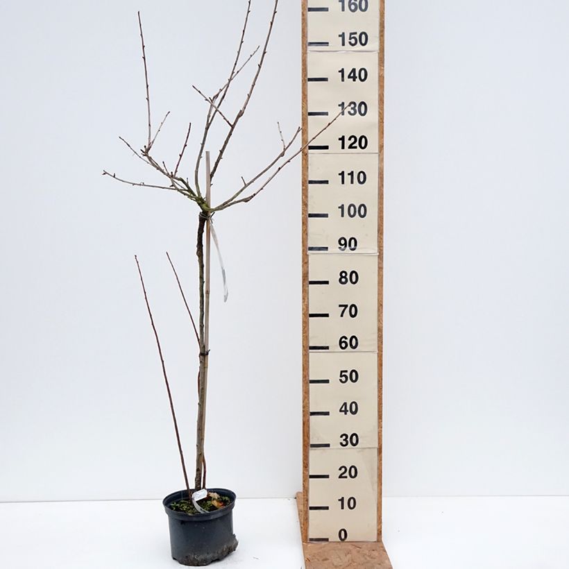 Exemplaar van Casseiller Jostaberry - Ribes x nidigrolaria Pot de 4L/5L, Demi-Tige zoals geleverd in de herfst