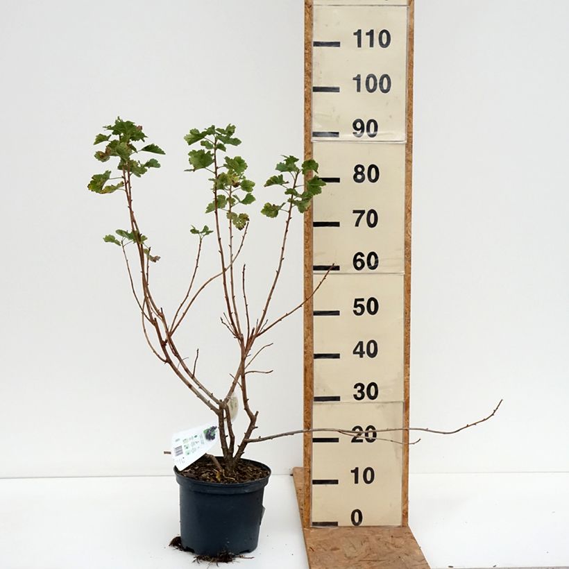 Exemplaar van Casseiller Jostaberry - Ribes x nidigrolaria Pot de 4L/5L, Touffe zoals geleverd in de herfst