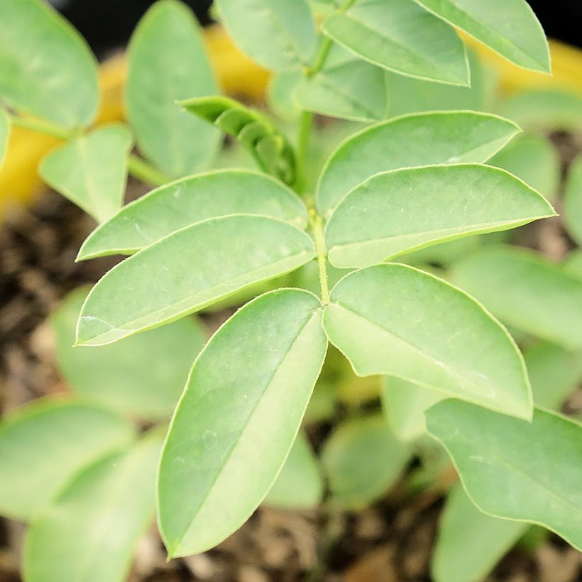 Cassia corymbosa - Casia (Blad)