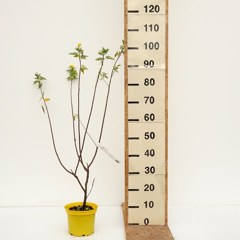 Exemplaar van Cassia corymbosa - Casia Pot van 3 l/4 l zoals geleverd in de herfst