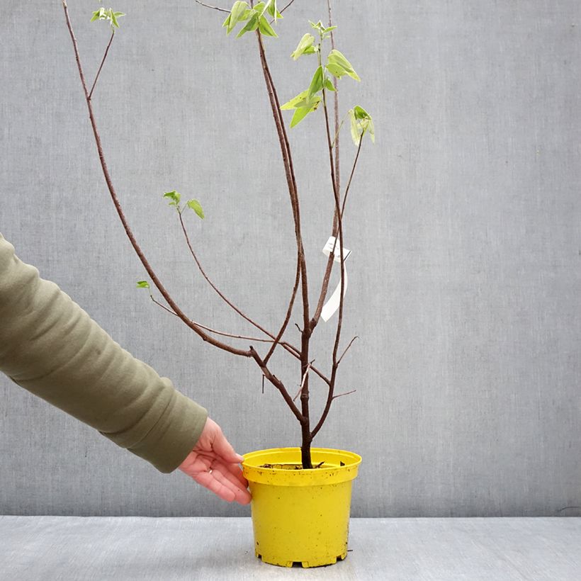 Example of Cassia corymbosa - Senné Pot van 3 l/4 l as you get in hiver