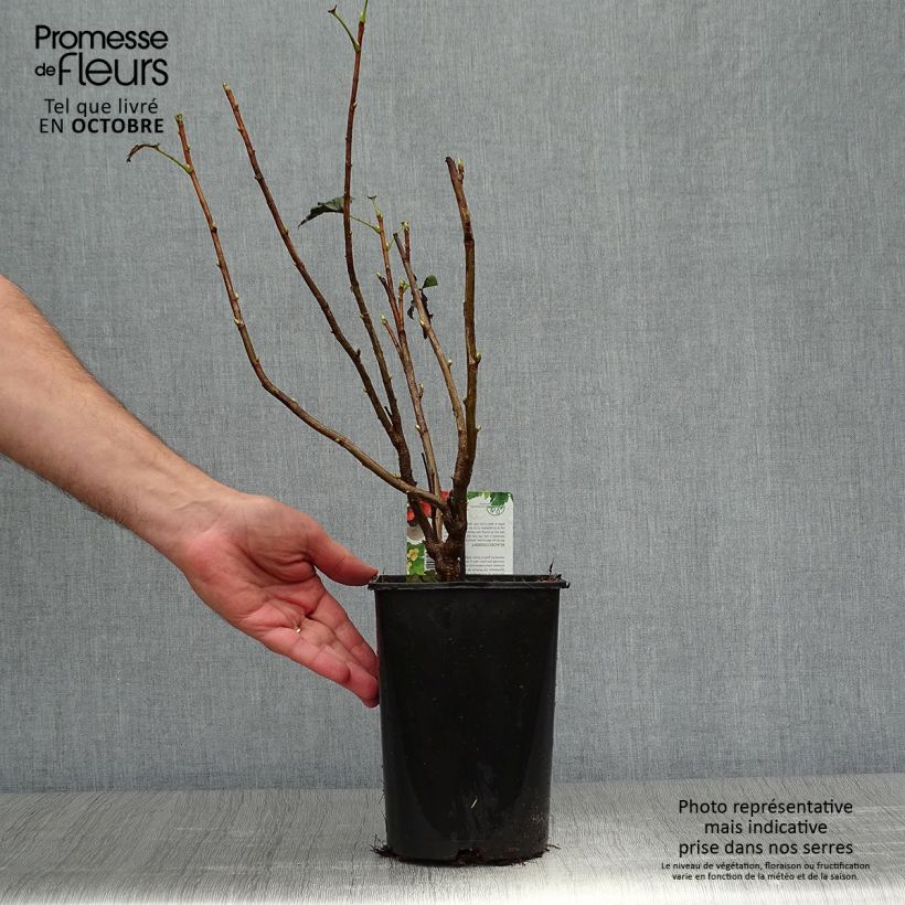 Exemplaar van Zwarte bes Andega (autofertiel) Pot van 1,5 l/2 l, Struik zoals geleverd in de herfst