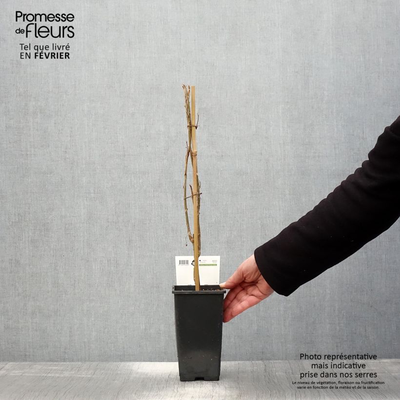 Exemplaar van Zwarte bes Ben Nevis Pot van 1,5 l/2 l, Struik zoals geleverd in de winter