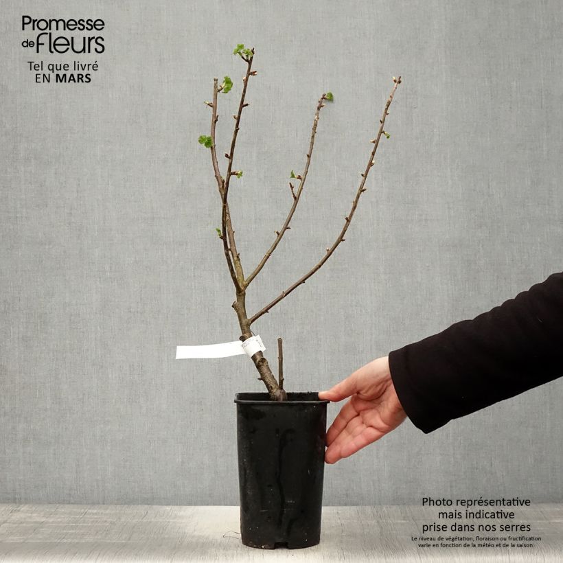 Exemplaar van Zwarte bes Black Down Pot van 2 l/3 l zoals geleverd in de lente