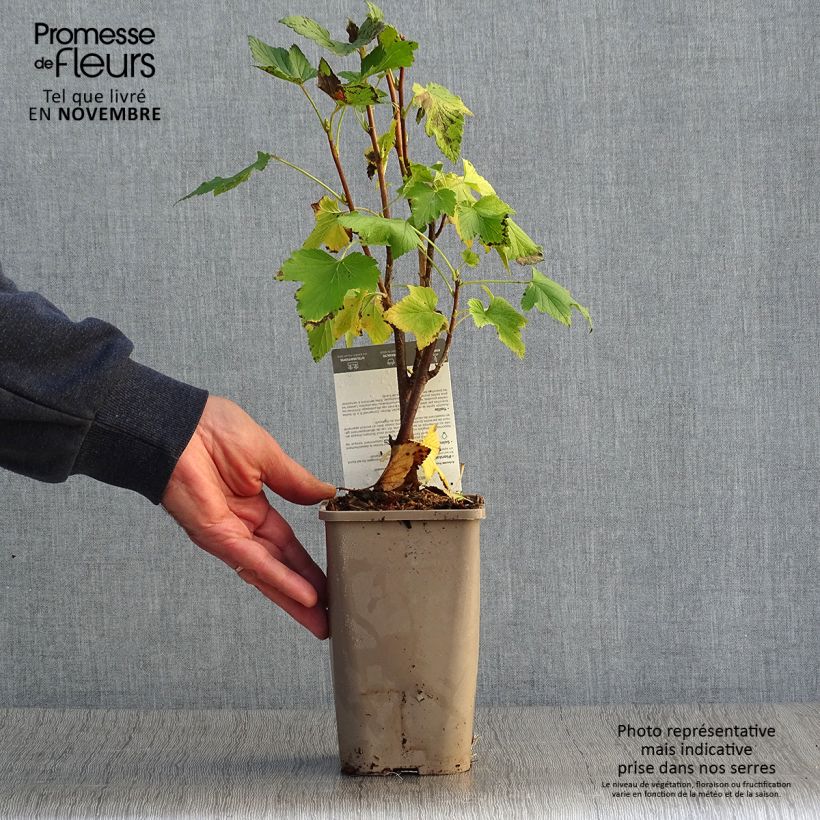 Exemplaar van Zwarte bes Black Down Pot van 1 l/1,5 l, Struik zoals geleverd in de herfst