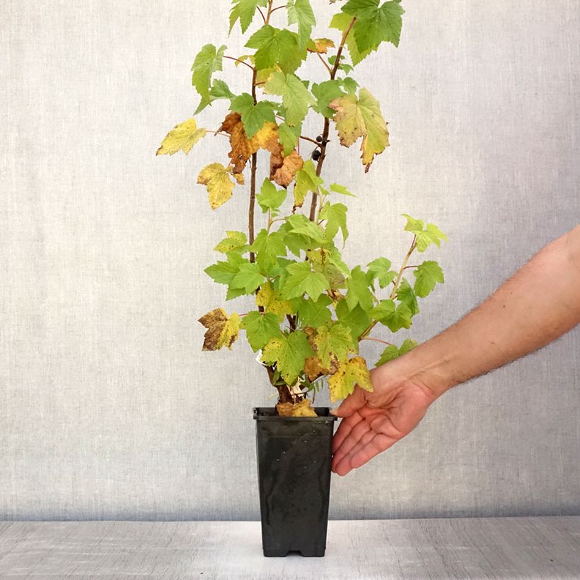 Exemplaar van Zwarte bes Black Down Pot van 1 l/1,5 l, Struik zoals geleverd in de zomer
