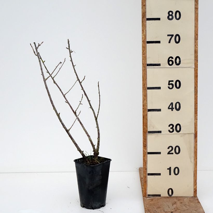 Exemplaar van Zwarte bes Black Down Pot van 2 l/3 l zoals geleverd in de winter