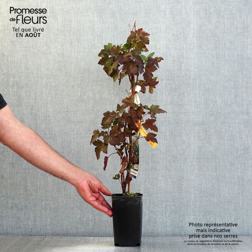 Exemplaar van Zwarte bes Black 'n Red® Premiere Pot van 1,5 l/2 l, Struik zoals geleverd in de zomer