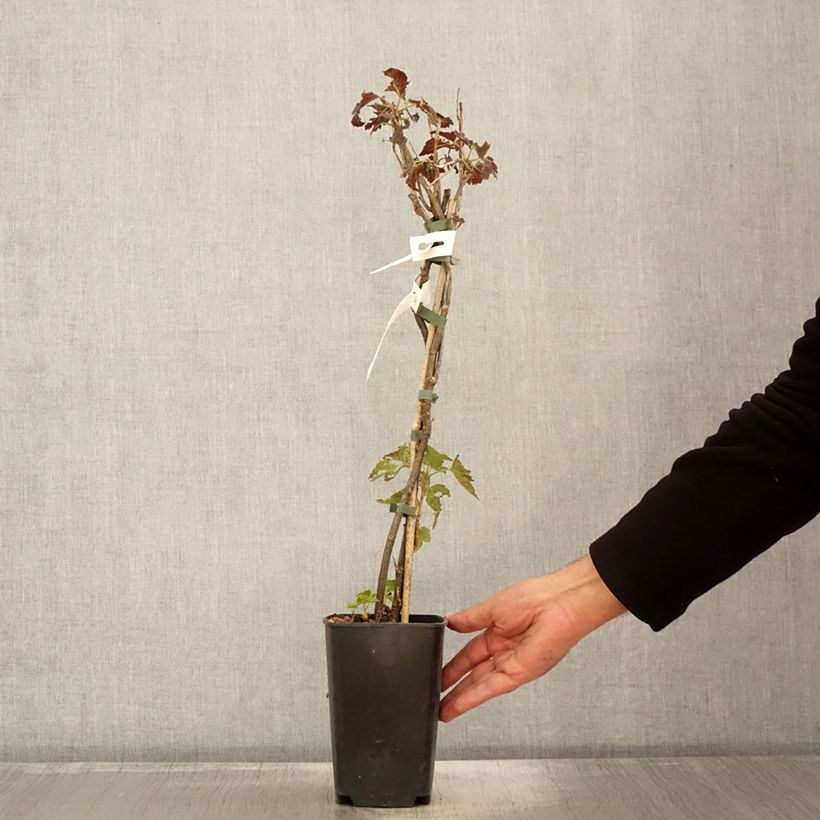 Exemplaar van Cassissier Black'n Red Premiere - Ribes nigrum Pot de 1,5L/2L, Buisson zoals geleverd in de herfst