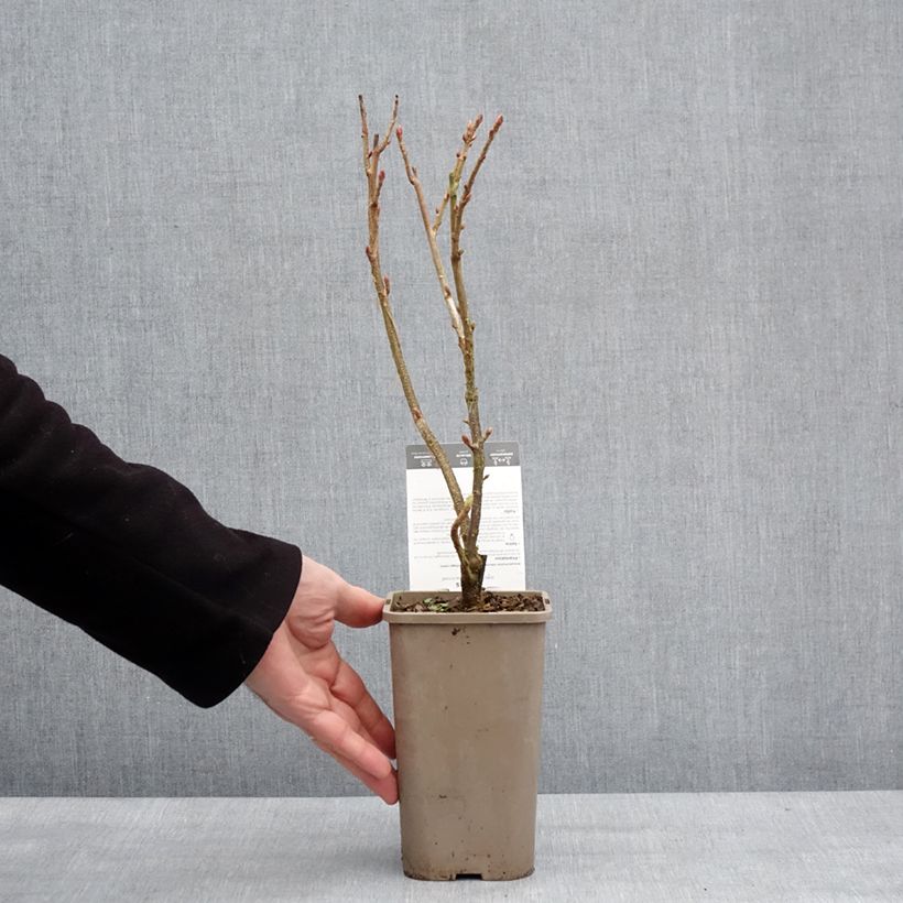 Exemplaar van Cassissier Black'n Red Premiere - Ribes nigrum Pot van 1,5 l/2 l, Struik zoals geleverd in de winter