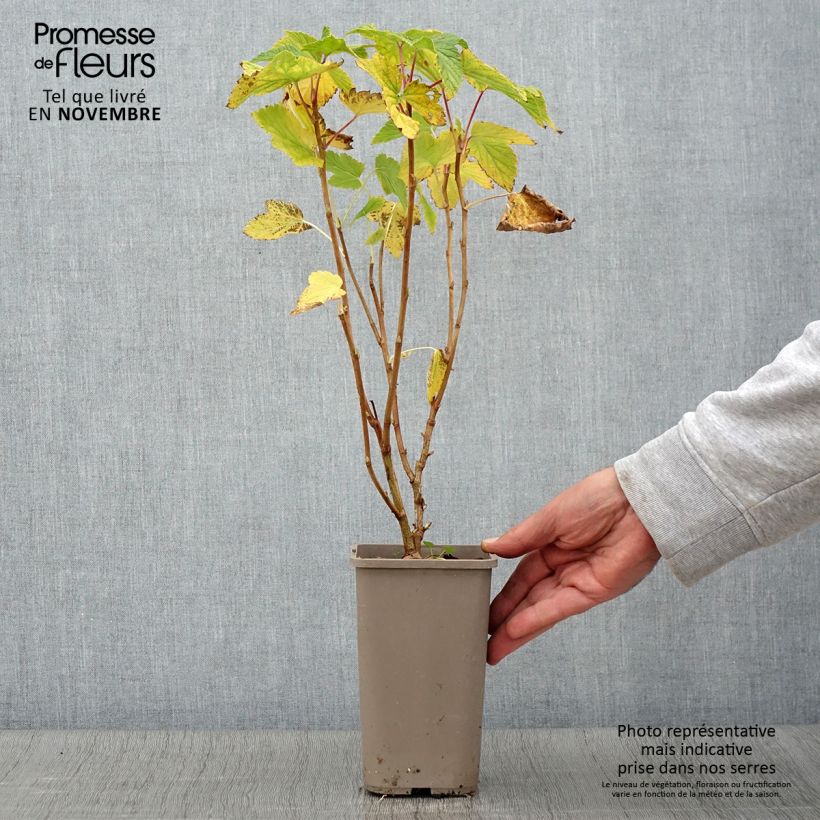 Exemplaar van Zwarte bes Cassissima Blackbells Pot van 1,5 l/2 l zoals geleverd in de herfst