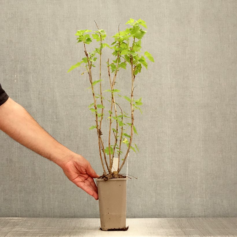 Exemplaar van Zwarte bes Cassissima Blackbells Pot van 1,5 l/2 l zoals geleverd in de zomer