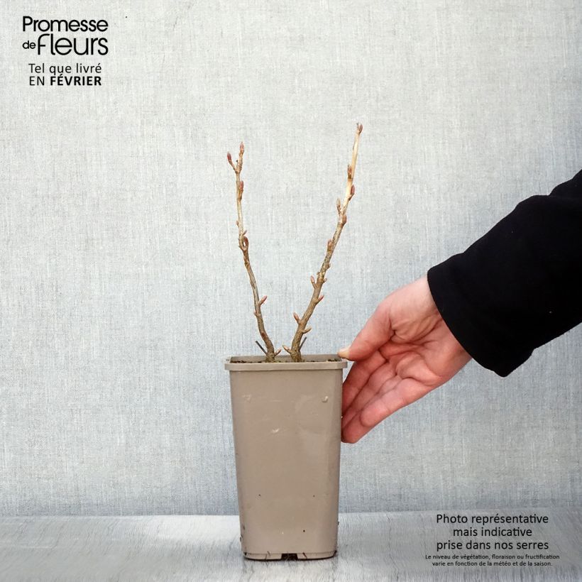 Exemplaar van Zwarte bes Cassissima Blackbells Pot van 1,5 l/2 l zoals geleverd in de winter