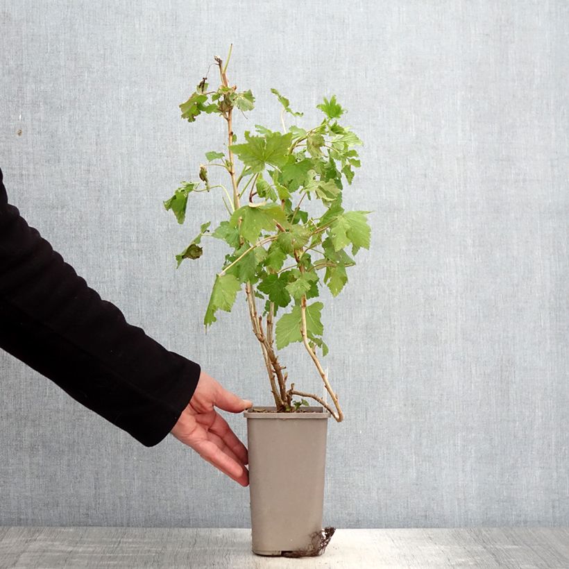 Exemplaar van Zwarte bes Cassissima Blackbells Pot van 1,5 l/2 l zoals geleverd in de lente