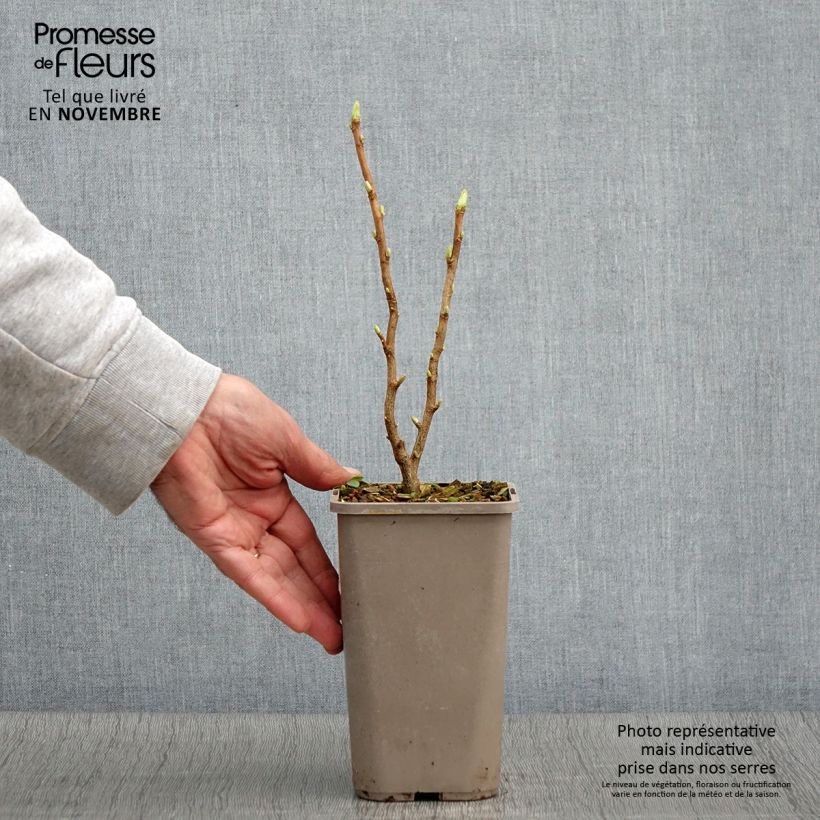 Exemplaar van Zwarte bes Green Life Pot van 1,5 l/2 l zoals geleverd in de herfst