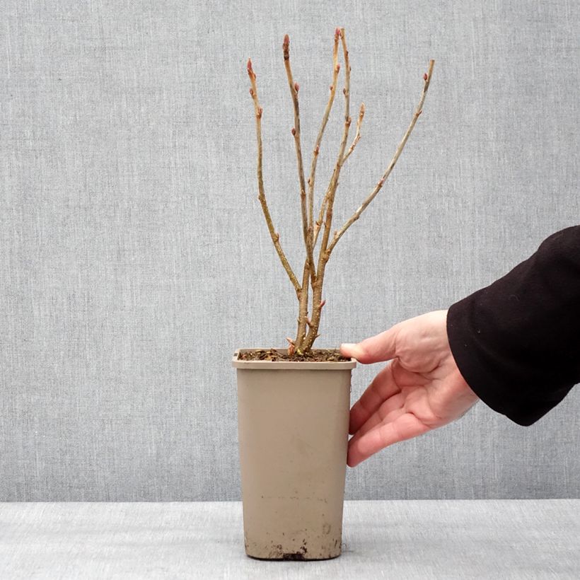 Exemplaar van Cassissier Cassissima Green Life Pot van 1,5 l/2 l zoals geleverd in de winter